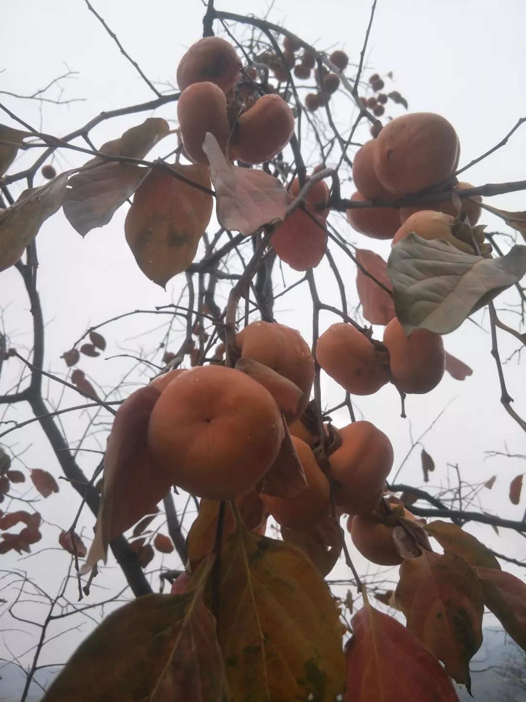 房山南北梯摘柿子,冬天去清凉山摘柿子