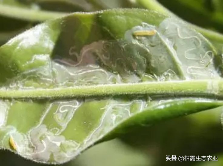 实用技术！柑橘潜叶蛾绿色生态防治方案