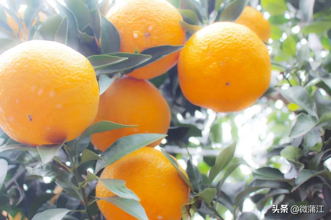 邂逅初冬的西湖,邂逅初冬的美妙韵味