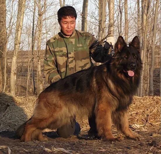 各国猛犬品种排名,各国品种猛犬