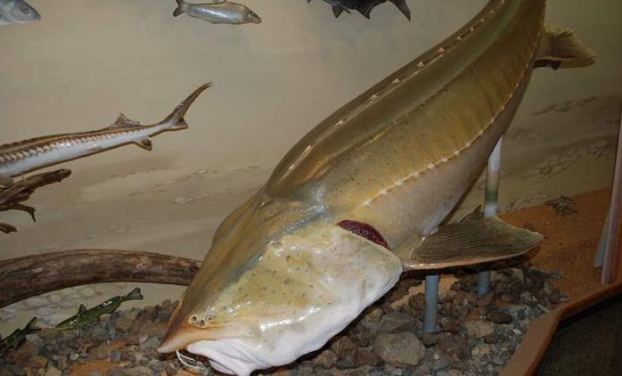 中华鲟是长江里头最大的一种鱼,中国最后一条长江鲟