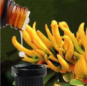 佛手柑精油和陈皮精油的区别,佛手精油和佛手柑精油是一样的吗