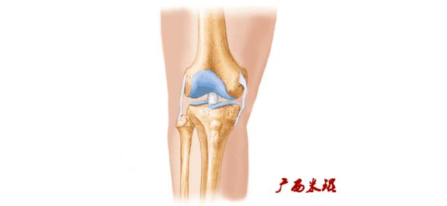 前交叉韧带扭伤最快自愈方法,前交叉韧带损伤膝关节会疼吗