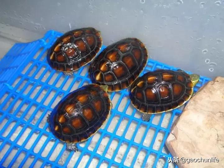 黄缘龟新手指南,怎么挑选黄缘龟