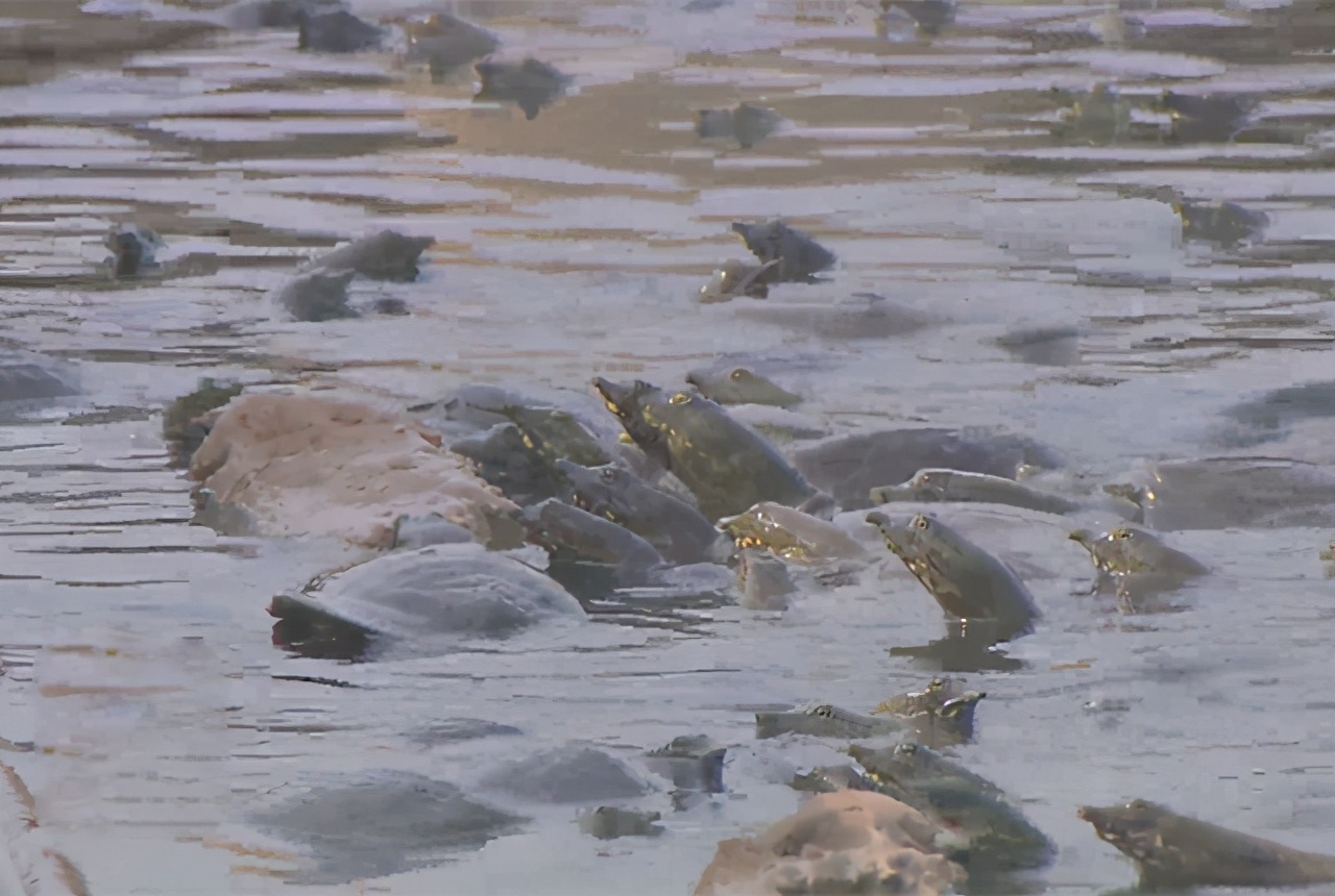 大棚养殖老鳖,大棚养鳖技术