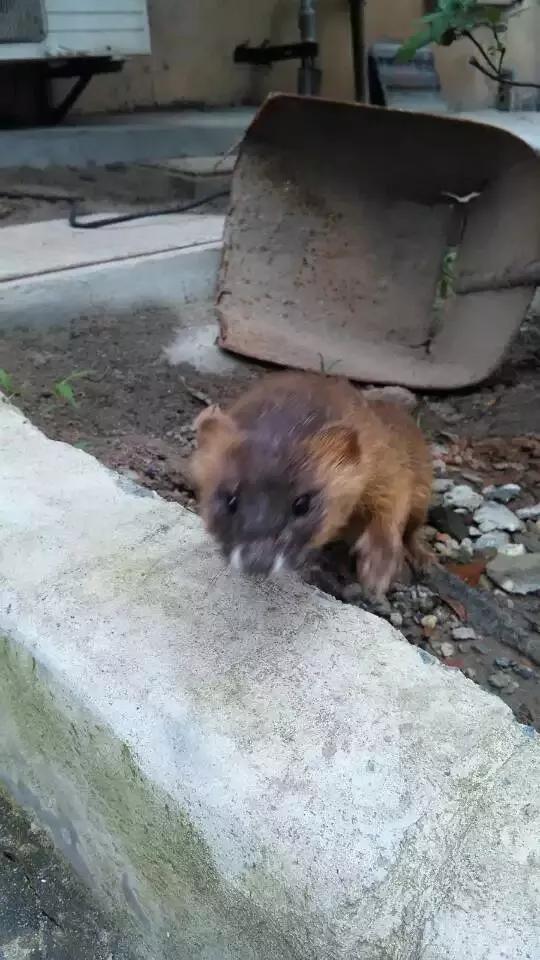 黄鼠狼忌语,黄鼠狼讲话