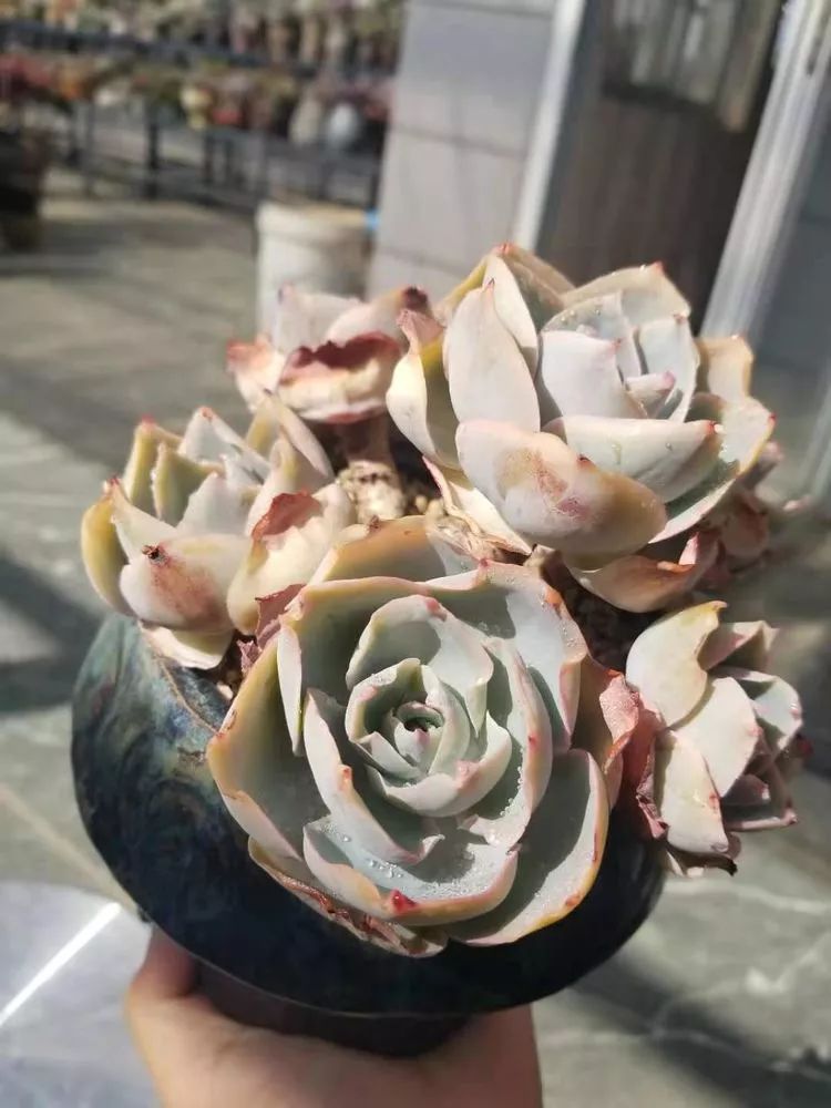 爱机车，爱多肉，宝妈花姐的诗和远方