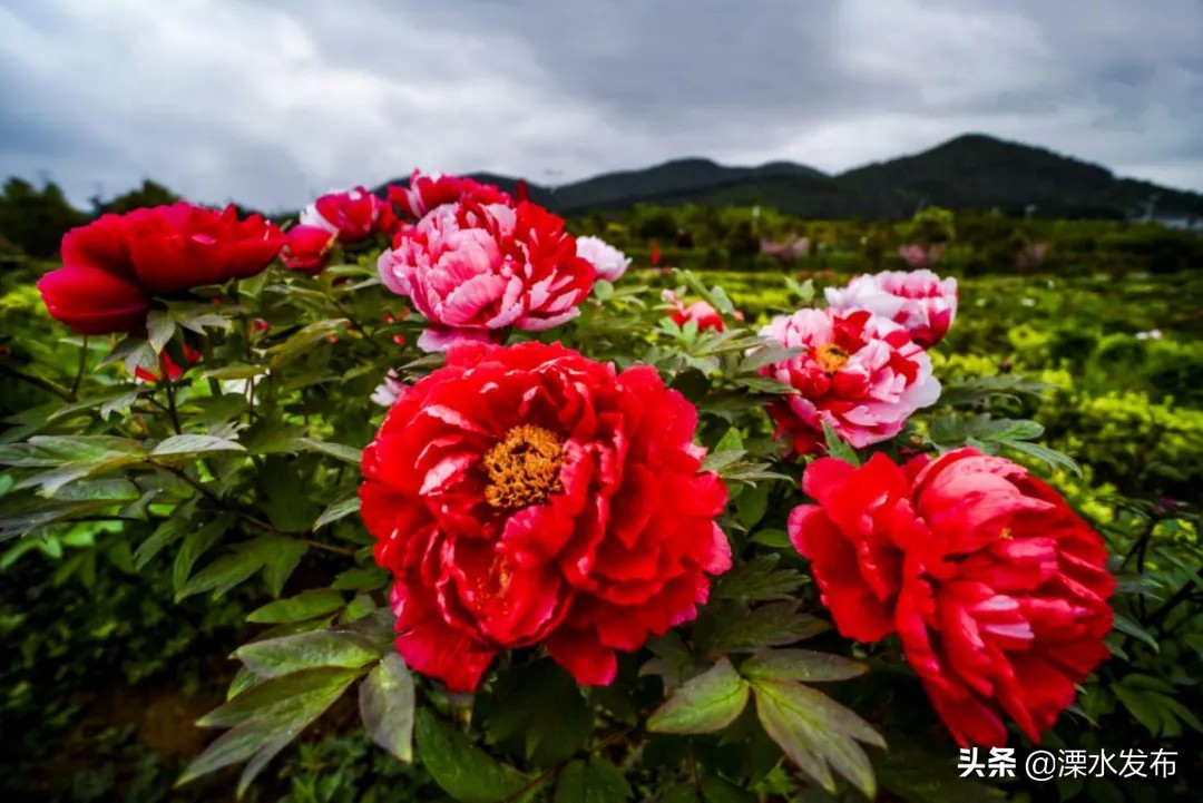 快收藏！溧水两条春日宝藏线路来了~