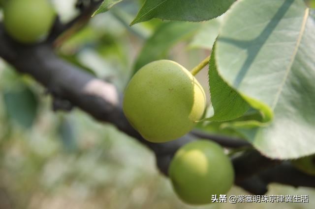 魂牵梦绕的绿色净土，真的美翻了，东戴河德福缘农家院