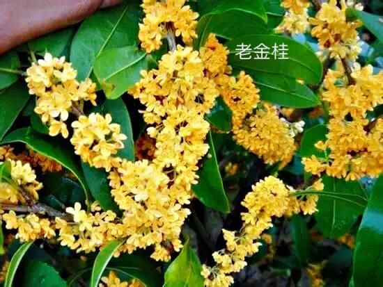 桂花嫁接其它品种桂花,桂花品种里有沉香桂花吗