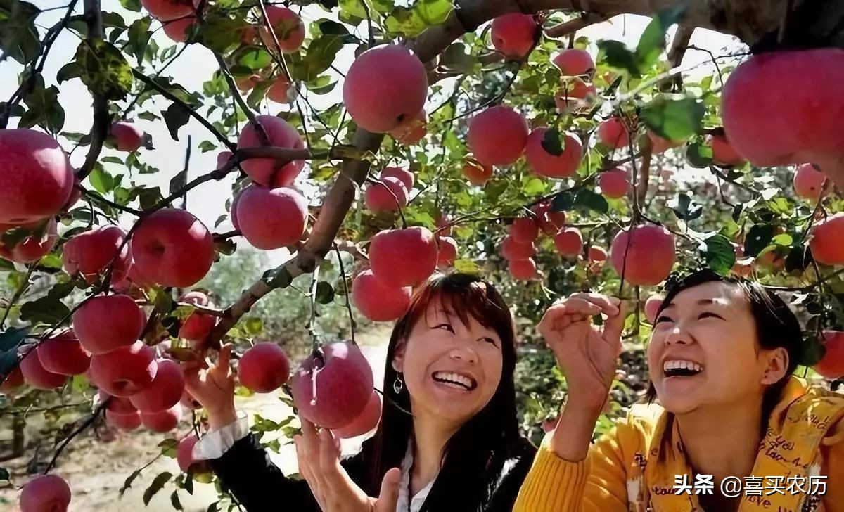 灵宝sod苹果最高价格,灵宝sod苹果好吃吗