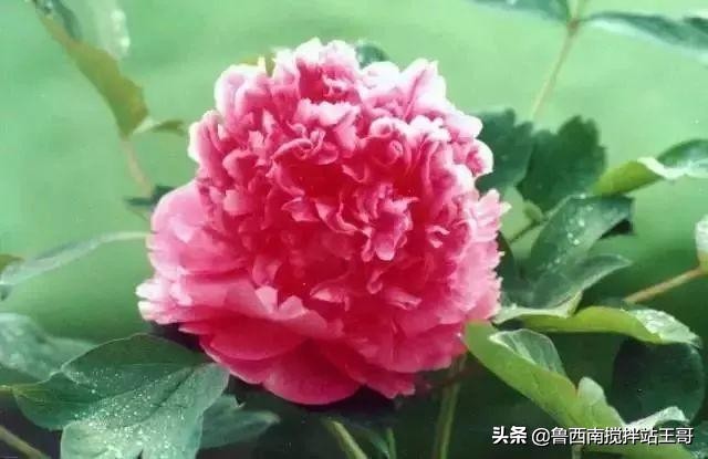 牡丹十大品种九大花系,牡丹进口品种图片及名称