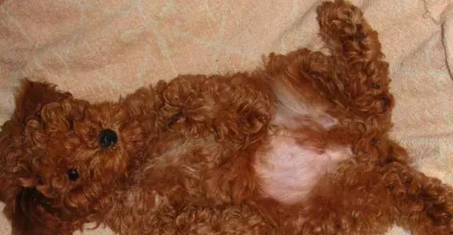 泰迪狗怎么训练听话,泰迪狗怎么训练大小便