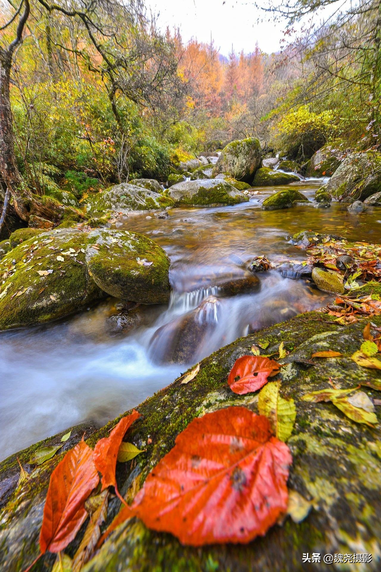 留坝秦岭之夜,留坝秦岭森林公园