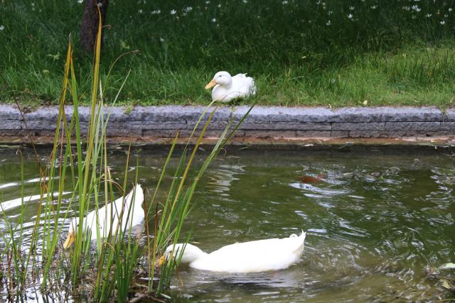 丽江束河看玉龙雪山的最佳酒店,丽江束河住宿推荐