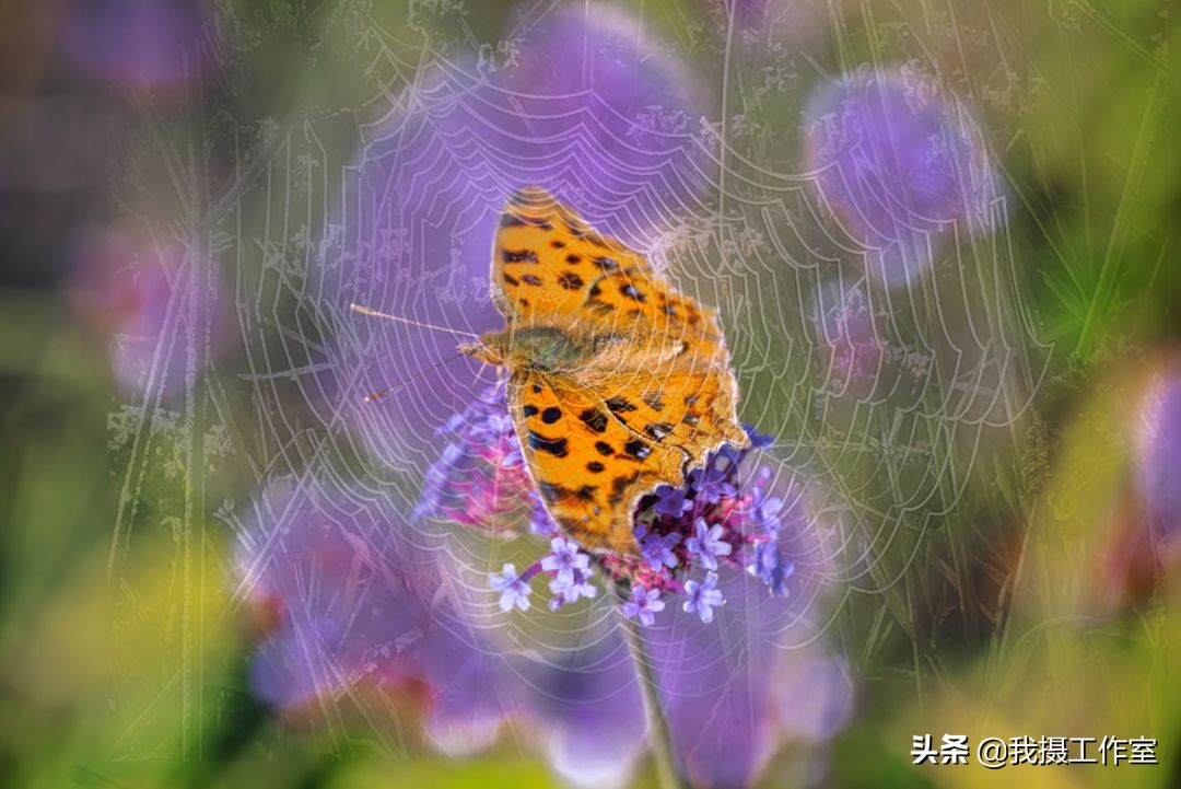 第16届国际摄影艺术展获奖作品,第29届全国摄影艺术展览作品集