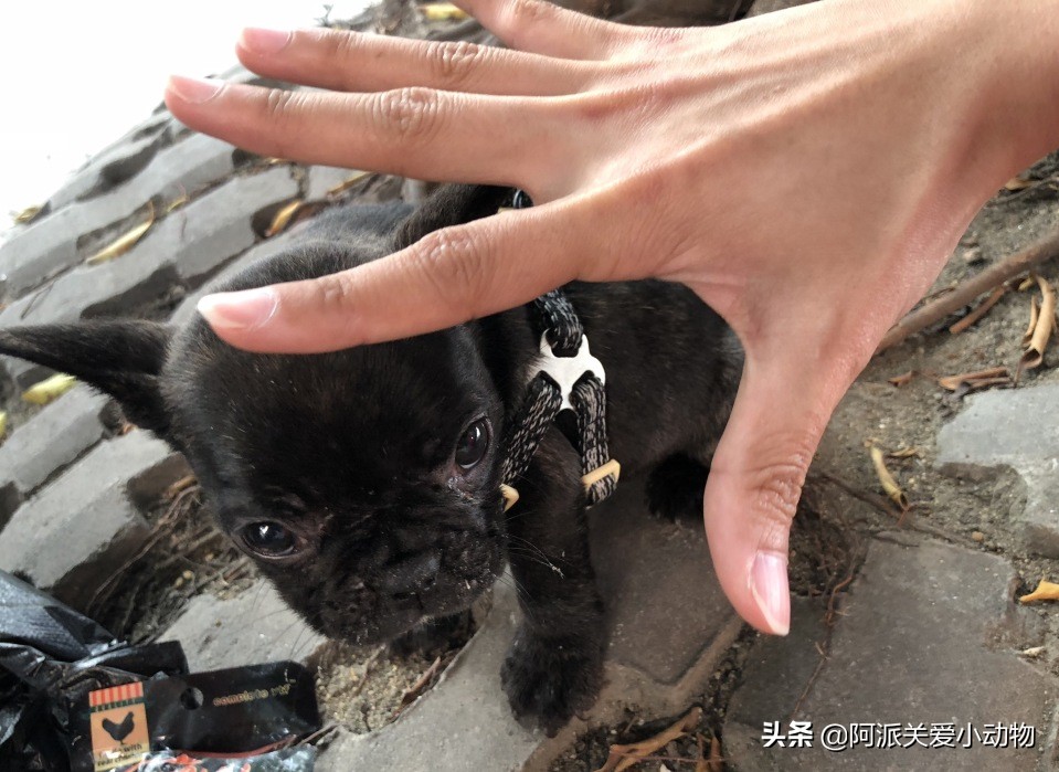 墨墨：屁屁烂得血红的小斗牛，会不会是第二个“白月初”