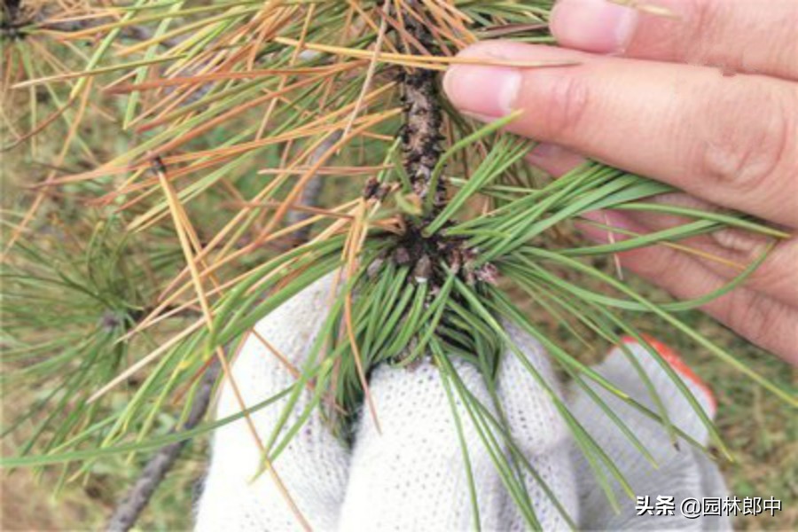 大松树松蚜怎么防治,松树病虫害及防治属于什么行业
