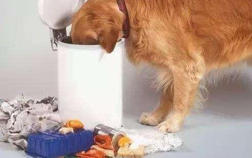 狗狗乱吃咬东西怎么办,怎样训练狗狗不乱吃地上的东西