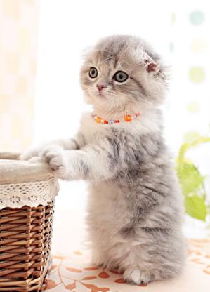 给猫咪割双眼皮全过程,猫双眼皮手术全过程