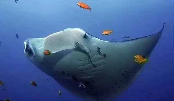 全球top是什么意思啊,全球top的作品