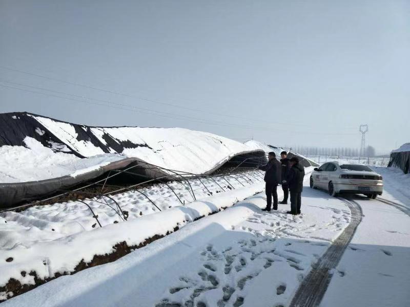 扎扎实实服务乡村振兴战略徐州人保财险创新农险高质量发展纪实