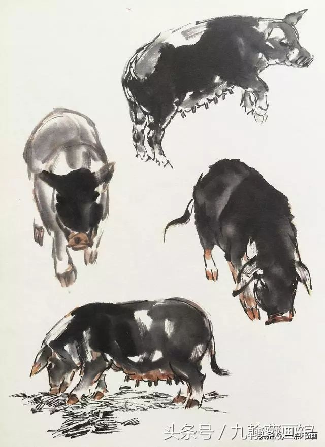 简单猪画画教学,国画写意猪图大全