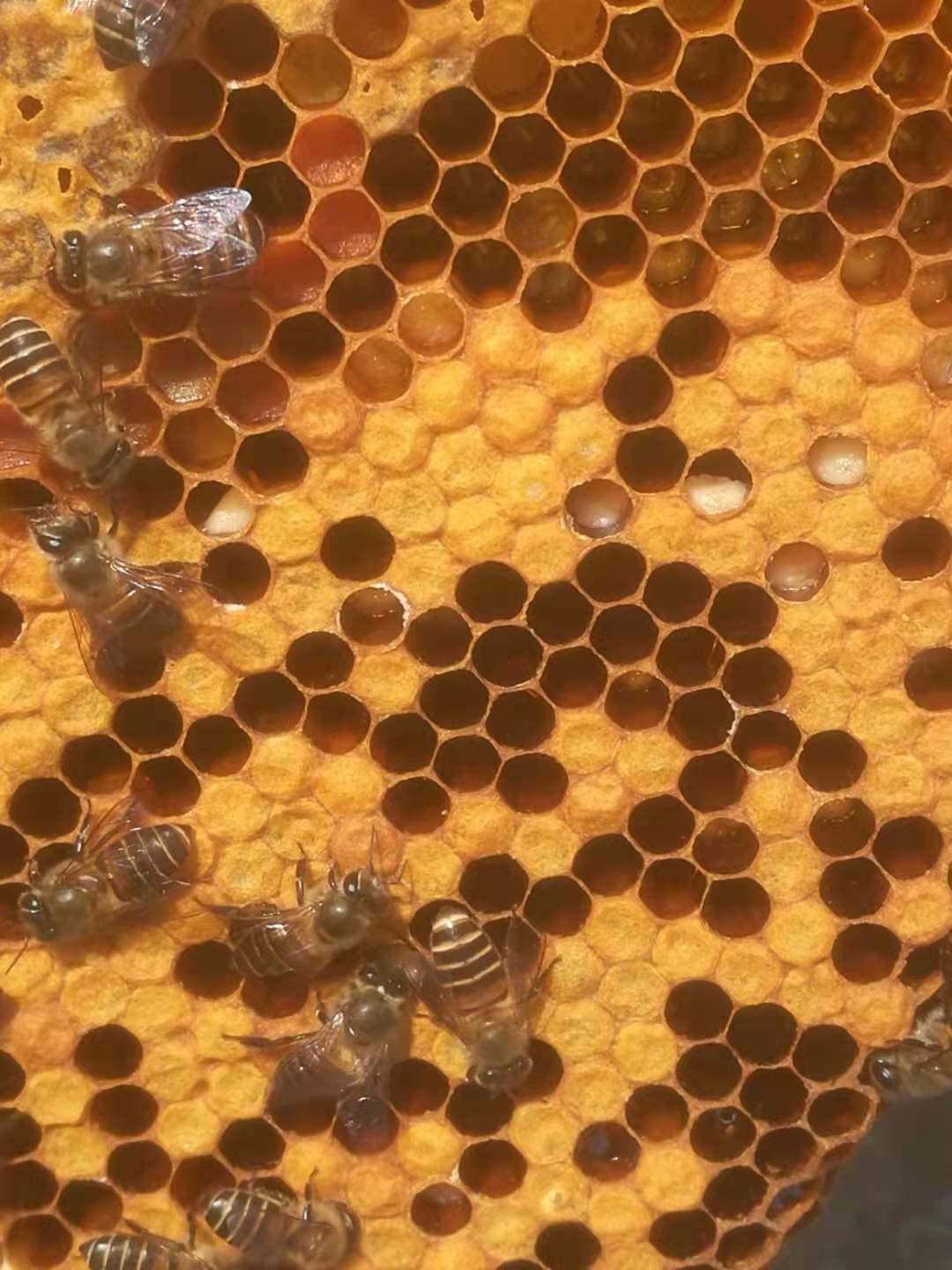 蜂群只有一脾幼虫可以吗,中蜂患了幼虫病怎么治