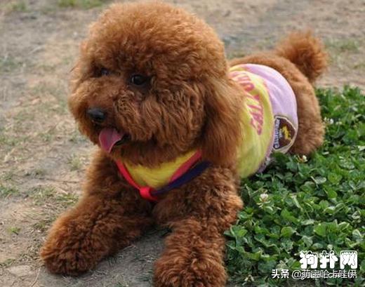 泰迪犬的叫声是怎么样的,泰迪犬的叫声录音