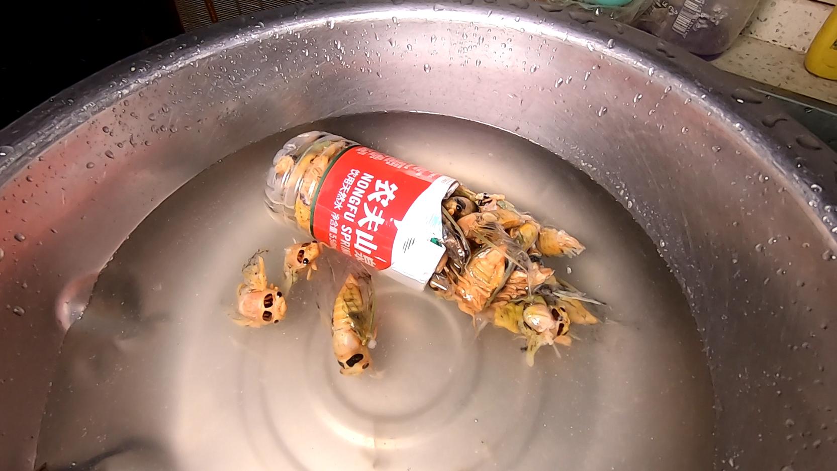 炸知了猴用焯水吗,怎样炸知了猴才酥脆