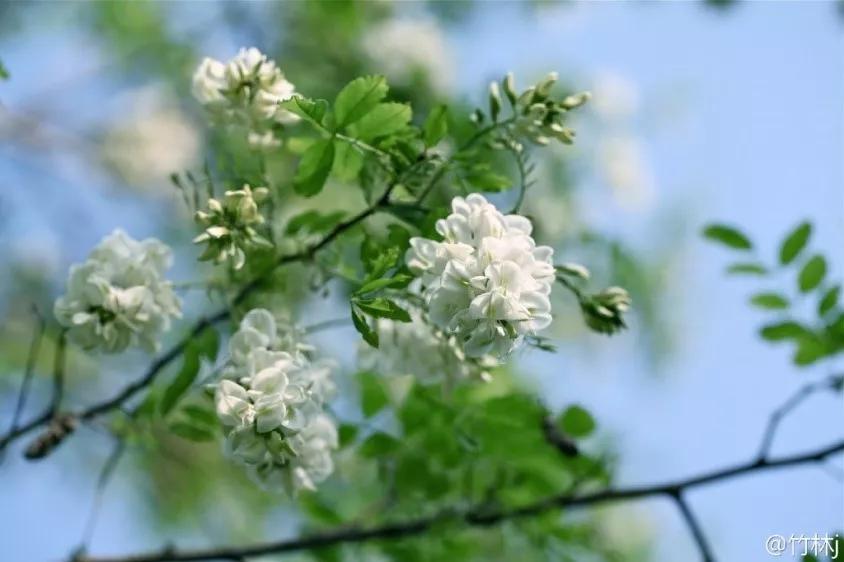 北京这个学校很“火”！坐拥3大花园、果园、动物园，集美貌与知识于一体！