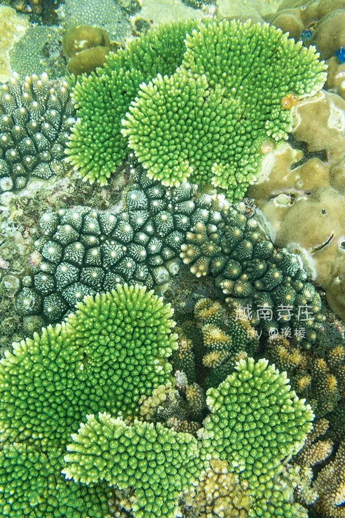 中国可浮潜的海湾,世界最美且可以浮潜十大海滩