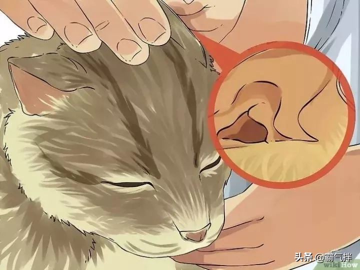 主子的耳朵脏了怎么办？教你正确的清理耳道的方法