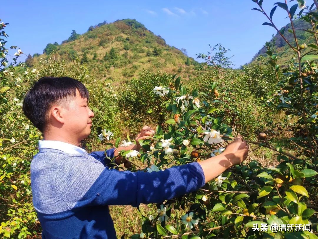 桃源近4000亩油茶果收成采摘啦，茶籽油一斤卖80元