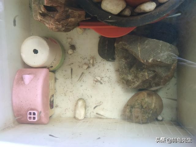 养龟小技巧中华草龟,草龟的养龟方法