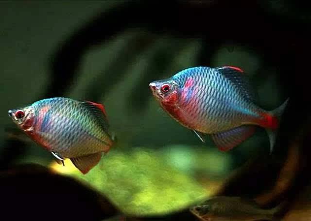 想在原生缸里放河蚌需要怎么处理,野生鱼它是如何繁殖的