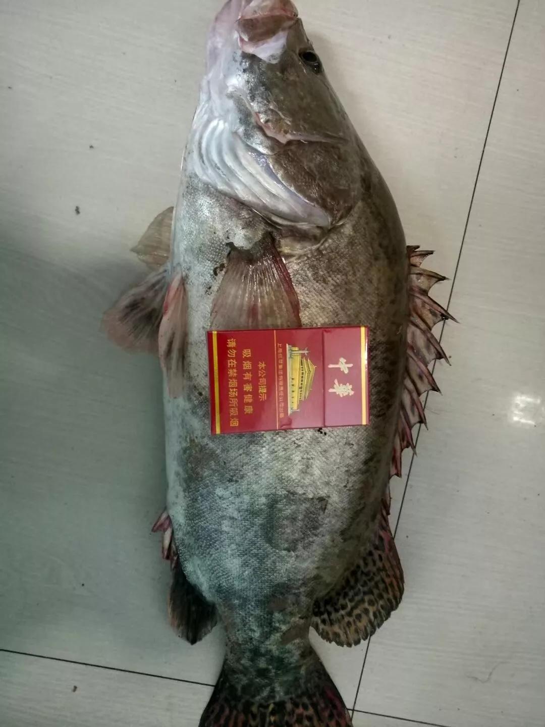 浅谈钓桂鱼技巧和方法,泥鳅钓鳜鱼技巧