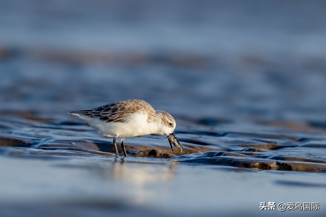 勺嘴鹬自带饭勺的小萌物,自带饭勺的勺嘴鹬