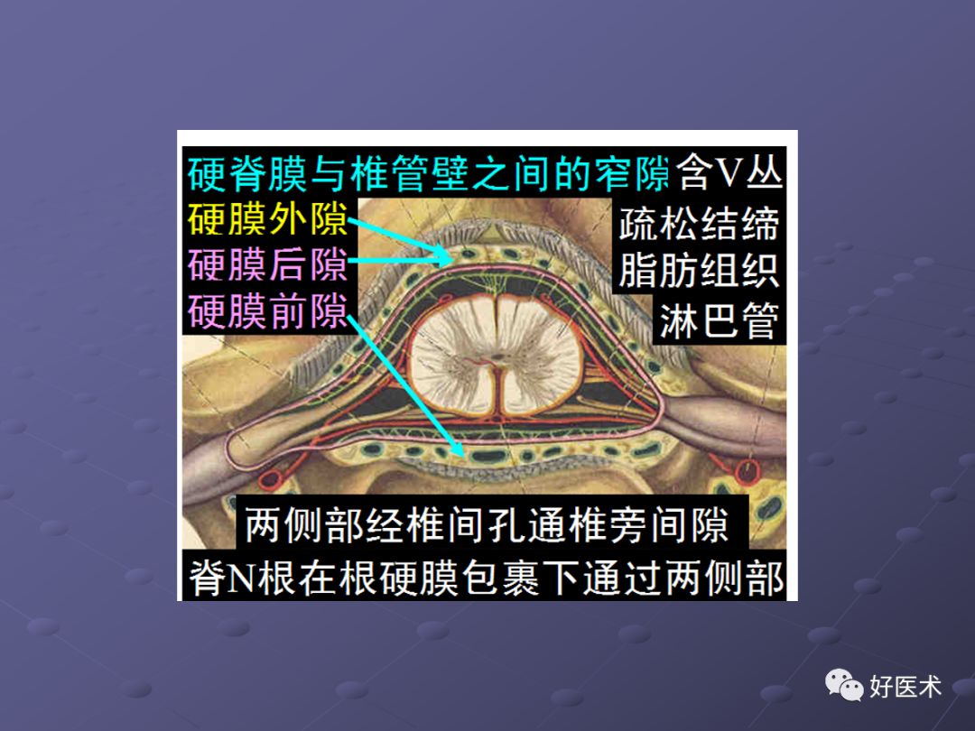 脊柱mri有哪些特点,乳腺疾病的mri诊断及鉴别