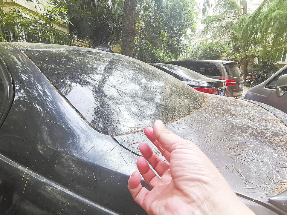 树上滴油在车身上怎么洗不掉,树上滴树胶到车上