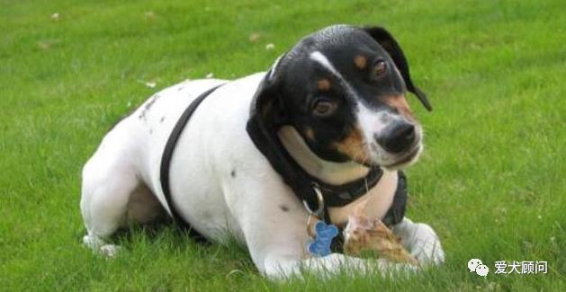 狗狗乱捡地上的东西吃,带狗狗遛弯乱捡东西吃