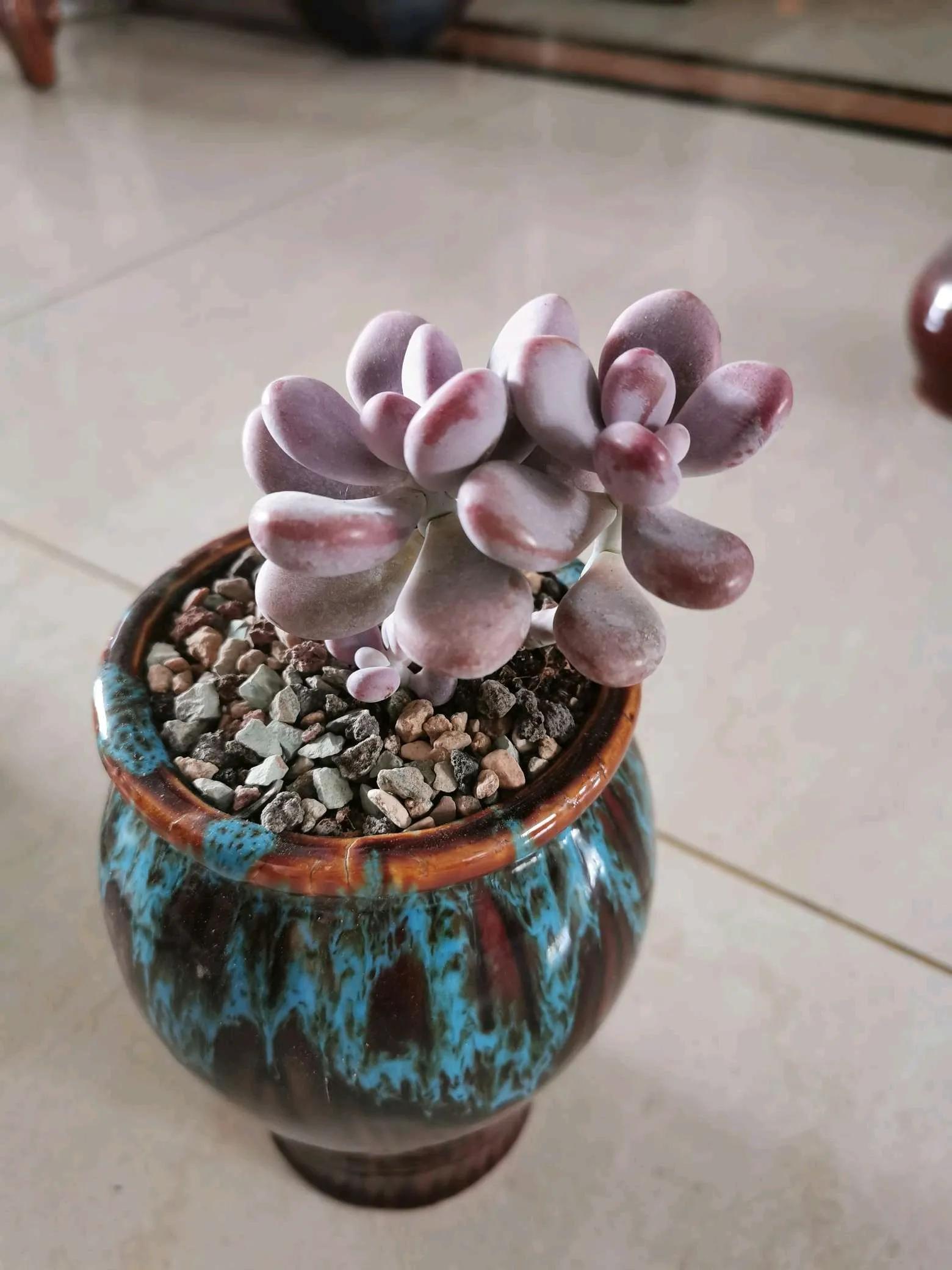 桃蛋徒长了还能恢复吗,桃蛋徒长叶片间距大怎么办