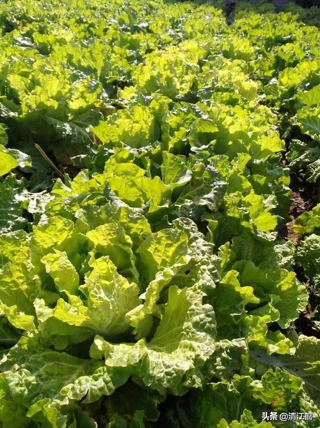 卖菜一斤利润不到一块能赚钱吗,菜农挣不挣钱