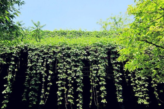 这种植物生命力太强，一般人不敢随便养！