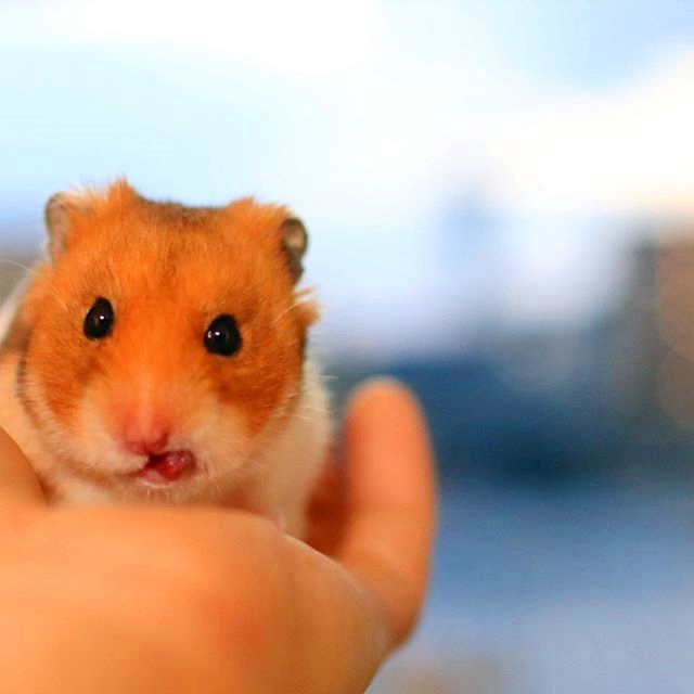 仓鼠与仓鼠之间是怎么交流的,怎么和仓鼠训练让仓鼠变得更亲密