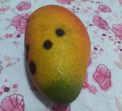 如何区分贵妃芒自然熟,如何辨别贵妃芒