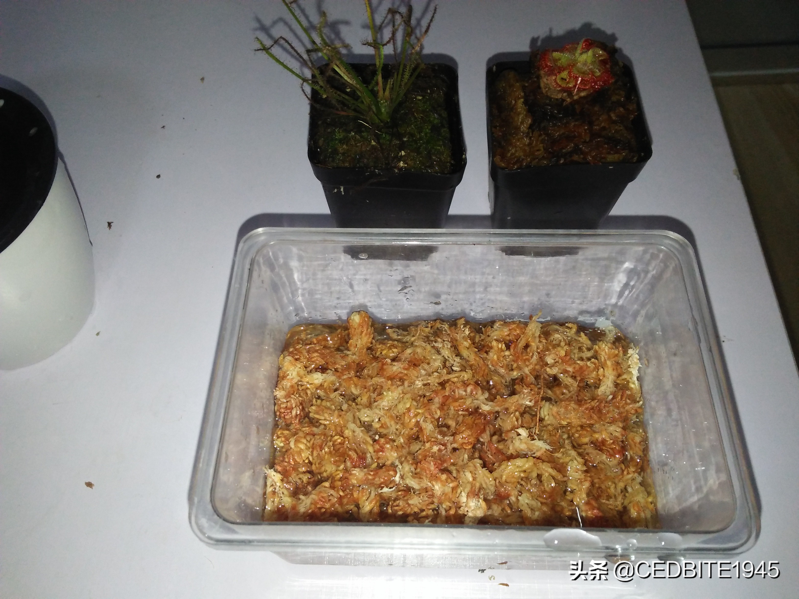 捕虫效率最高的食虫植物——茅膏菜种植攻略