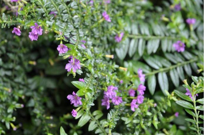 城市里的明珠图片大全,细叶雪茄花
