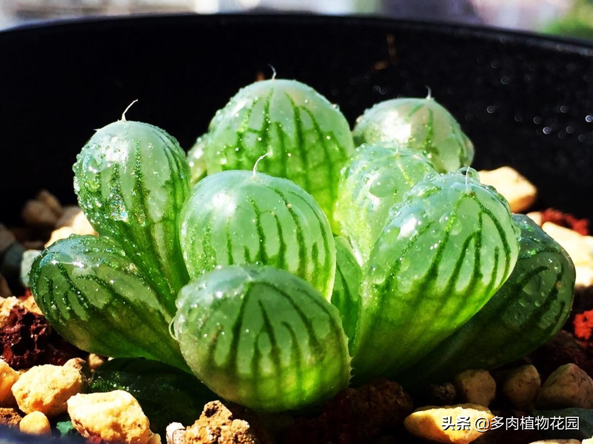 玉露如何叶片饱满,如何把玉露养得晶莹剔透饱满