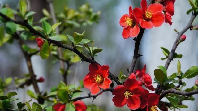 冬天常见中药植物图片及功效,花期长的草本植物图片